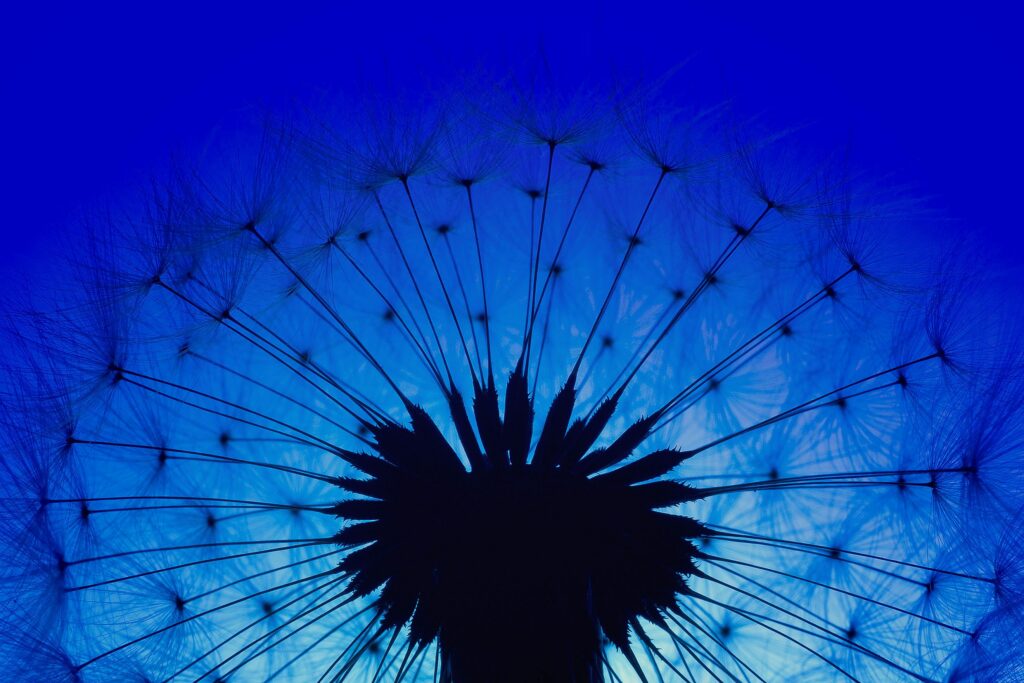 Dandelion in the blue dusk 
